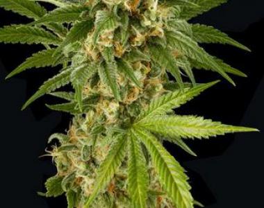 Dinafem - Kush n Cheese Auto cannabis seed