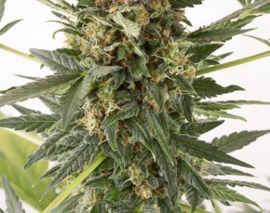 Dinafem - Kush n Cheese cannabis seed