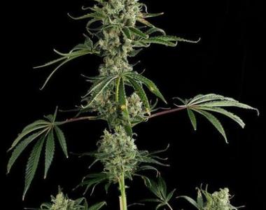 Dinafem - Moby Dick 2 cannabis seed