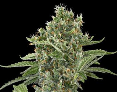Dinafem - Moby Dick Auto cannabis seed