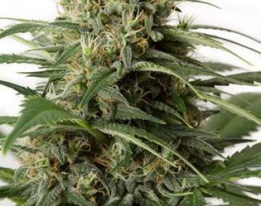 Dinafem - Moby Dick XXL Auto cannabis seed