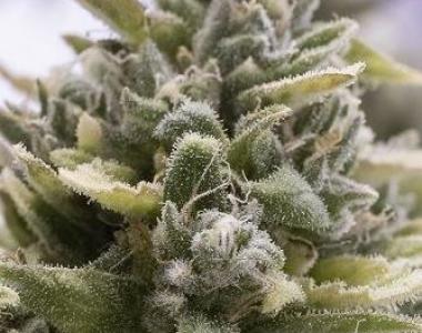 Dinafem - OG Kush Auto cannabis seed