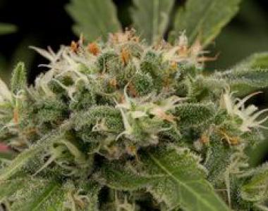 Dinafem - Strawberry Amnesia cannabis seed