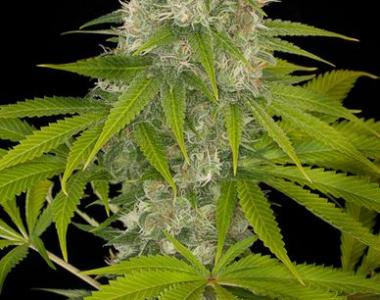 Dinafem - Powerkush cannabis seed