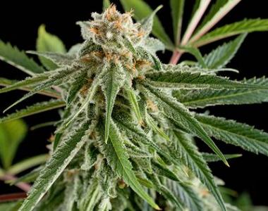 Dinafem - Royale Haze cannabis seed