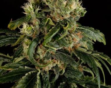 Dinafem - Santa Sativa cannabis seed