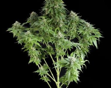 Dinafem - White Siberian cannabis seed