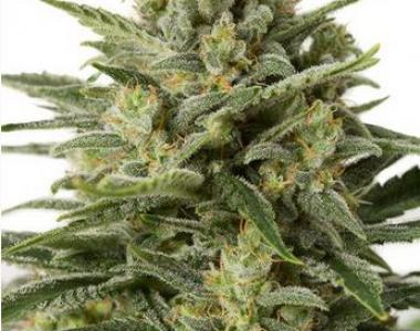 Dinafem - White Widow XXL Auto cannabis seed
