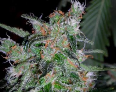 DNA Genetics - 60 Day Lemon AUTO cannabis seed