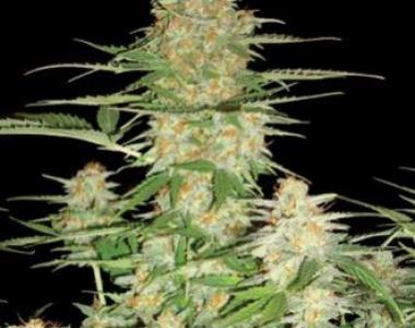 DNA Genetics - 60 Day Wonder - Auto Flowering cannabis seed