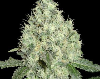 DNA Genetics - 91 Krypt - Chem 91 x Capt Krypt OG cannabis seed