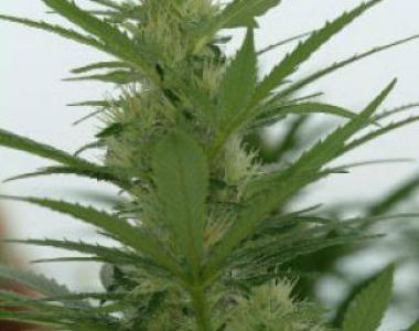 DNA Genetics - Annunaki cannabis seed