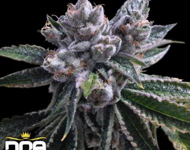 DNA Genetics - Auto El Fuego cannabis seed