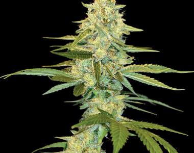 DNA Genetics - Cannalope Kush cannabis seed
