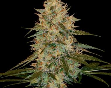 DNA Genetics - Chocolope Kush cannabis seed
