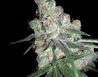 DNA Genetics - Chocolope cannabis seed