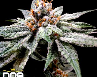 DNA Genetics - DJ\'s Gold cannabis seed