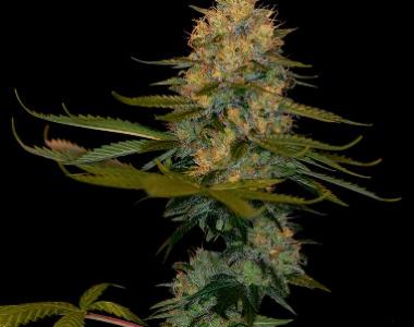 DNA Genetics - Exodus Kush cannabis seed