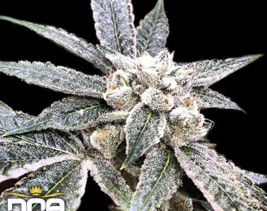 DNA Genetics - Golden Berry cannabis seed