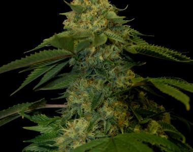 DNA Genetics - Holy Grail Kush cannabis seed