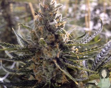 DNA Genetics - 24k Gold aka Kosher Tangie cannabis seed