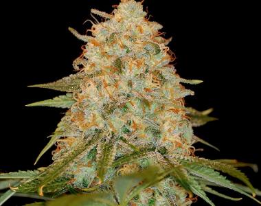 DNA Genetics - LA Chocolat cannabis seed