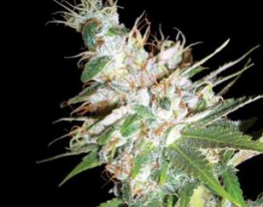 DNA Genetics - LA Woman cannabis seed