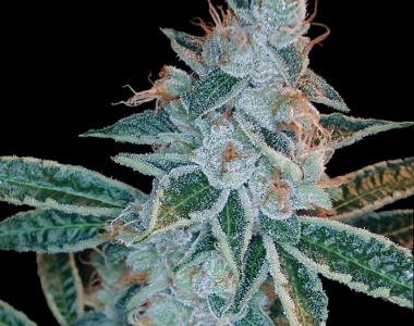 DNA Genetics - Lemon OG Kush cannabis seed
