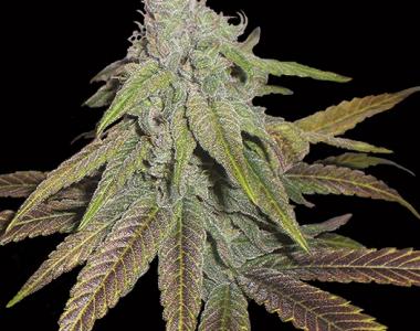 DNA Genetics - P.C.K - Purple Chem X Captain Krypt OG cannabis seed
