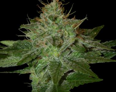 DNA Genetics - Pure Afghan cannabis seed