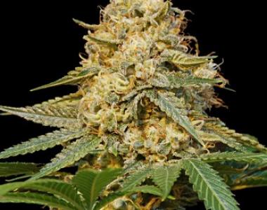 DNA Genetics - Silver LA cannabis seed