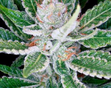 DNA Genetics - Sleestack cannabis seed