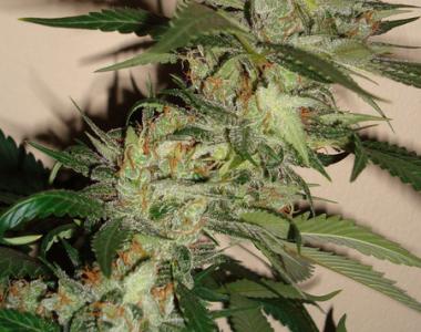 DNA Genetics - Sleestack x Skunk cannabis seed