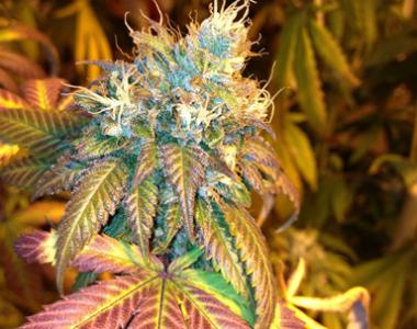 DNA Genetics - Sour Secret cannabis seed