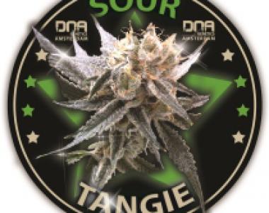 DNA Genetics - Sour Tangie cannabis seed