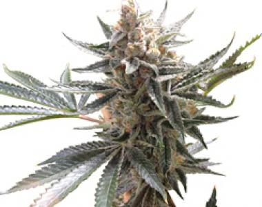 DNA Genetics - Tangie cannabis seed