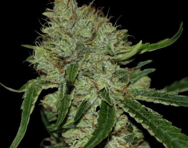 DNA Genetics - Tangielope cannabis seed