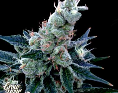 DNA Genetics - GYO Collection - Double Alien 18 cannabis seed