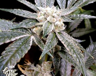 DNA Genetics - GYO Collection - El Fuego cannabis seed