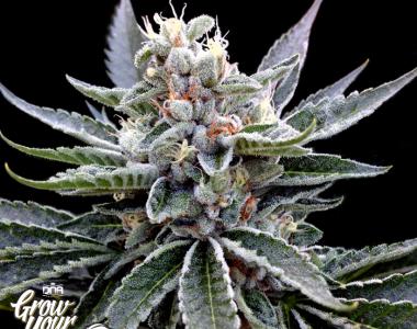DNA Genetics - GYO Collection - Florida Gold cannabis seed