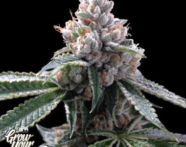 DNA Genetics - GYO Collection - Florida Lemons cannabis seed