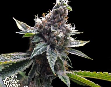 DNA Genetics - GYO Collection - Florida OG cannabis seed