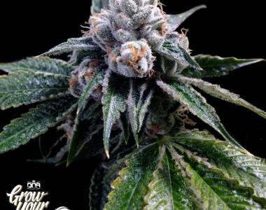DNA Genetics - GYO Collection - Lemon Walker cannabis seed