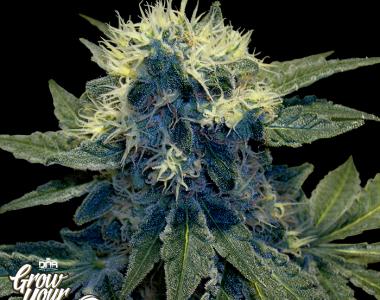 DNA Genetics - GYO Collection - SharksBreath cannabis seed