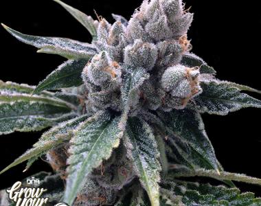 DNA Genetics - GYO Collection - White Walker Kush cannabis seed
