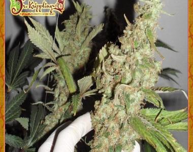 Dr Krippling - Afghan Cow cannabis seed