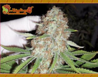Dr Krippling - Blue Kripple cannabis seed