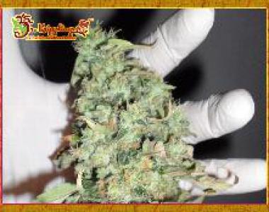 Dr Krippling - Buzz Light Gear cannabis seed
