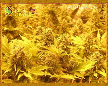 Dr Krippling - Choc Matic cannabis seed