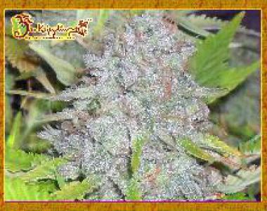 Dr Krippling - Delhi Friend cannabis seed